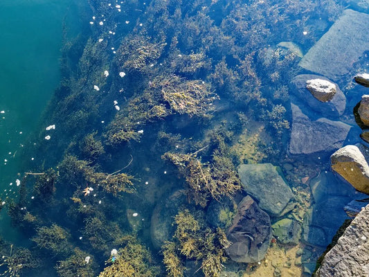The Bass Spawn Cycle: Why May-June Is Prime Kayak Season