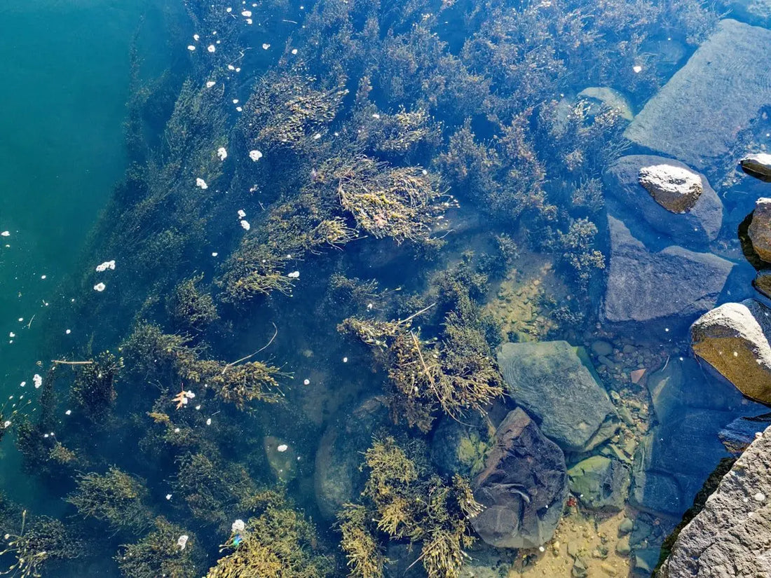 Ciclo de Desove del Bass: Mayo-Junio Temporada de Kayak