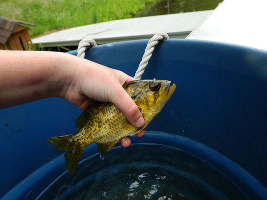 Crankbait vs Swimbait for Late-Summer Bass: August Tactics
