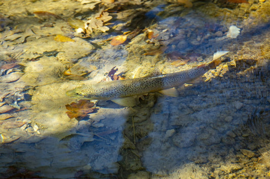 7 Fall Trout Streams Perfect for Kayak Fishing Adventures