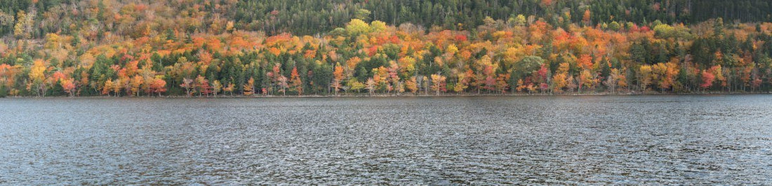 How to Read Falling Leaves to Find the Bite | Reel Yaks