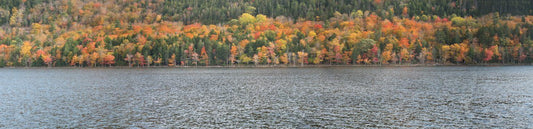 How to Read Falling Leaves to Find the Bite | Reel Yaks
