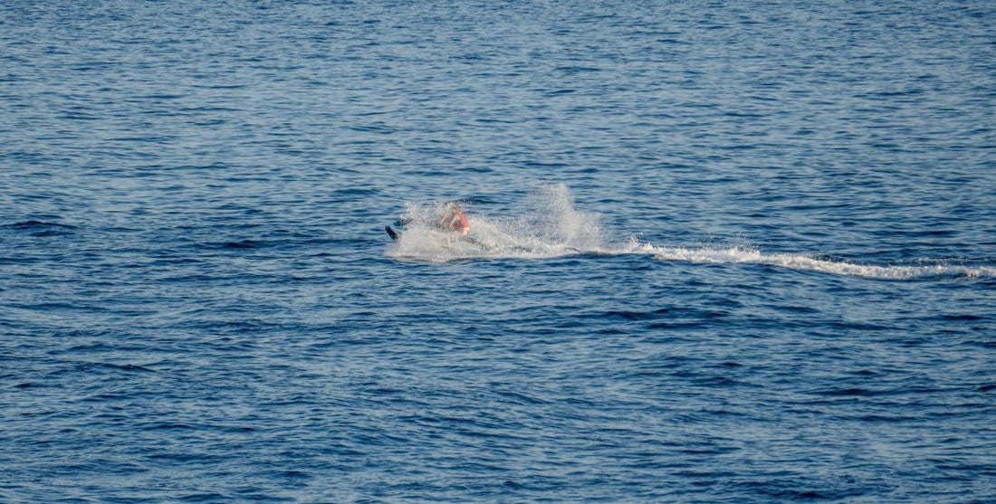 Migración del Róbalo en Agosto: Cuándo y Dónde Encontrarlos