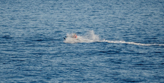Migración del Róbalo en Agosto: Cuándo y Dónde Encontrarlos