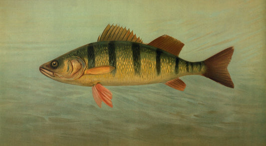 October Striper Migration: Where to Find Them on the East Coast
