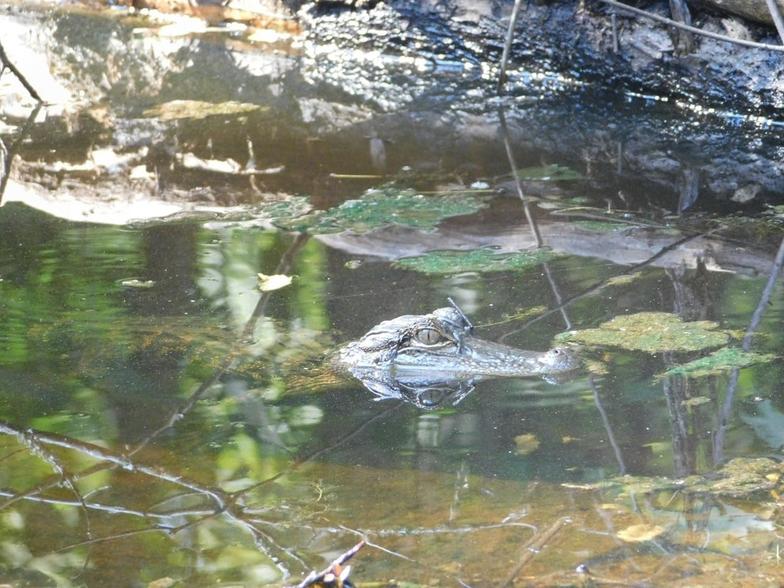 Post-Spawn Bass Kayak Tactics: Late-Spring Pattern Guide