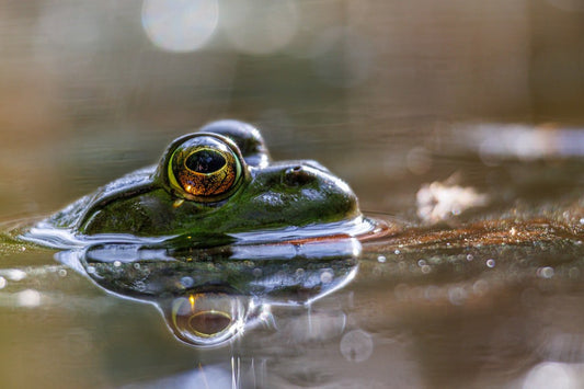 Topwater Frog vs Hollow Body: Which Wins in Pad Mats?