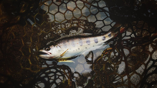 Topwater vs Subsurface for September Bass: When Each Wins