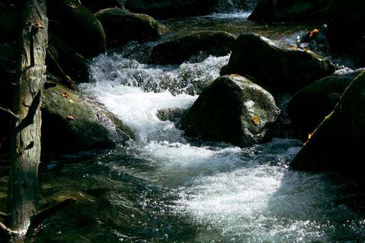 Truchas en Pleno Verano: Aguas de Manantial y Bolsas Frías