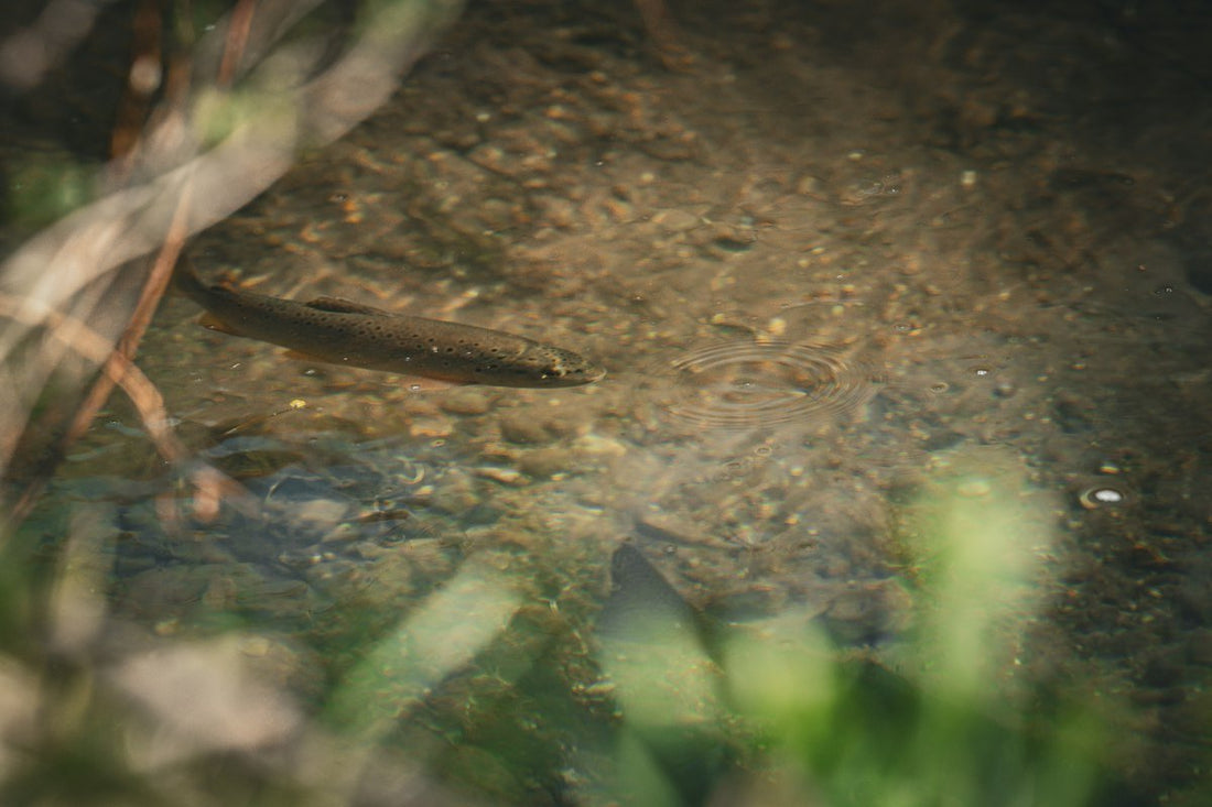Why Big Trout Move Up in October's Tributaries