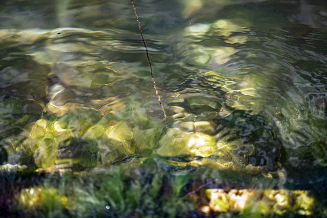 Why November Brings the Coldwater Slow Bite (And How to Adapt)