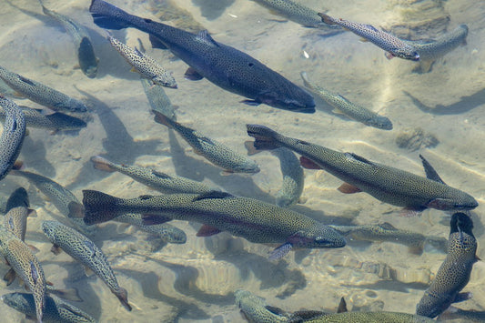 Why Trout Begin to Spawn in September: Fall Spawning Guide