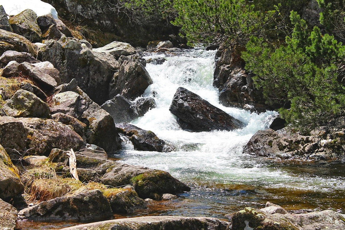 Why Trout Move to Spring-Fed Streams in Late Summer