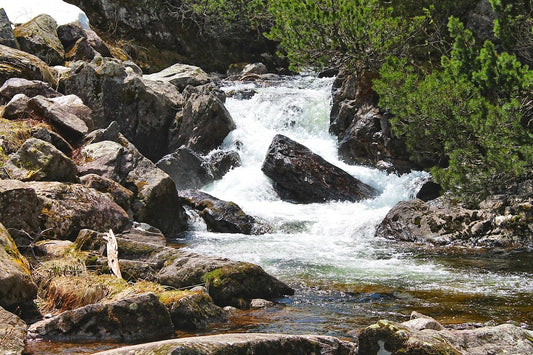 Why Trout Move to Spring-Fed Streams in Late Summer